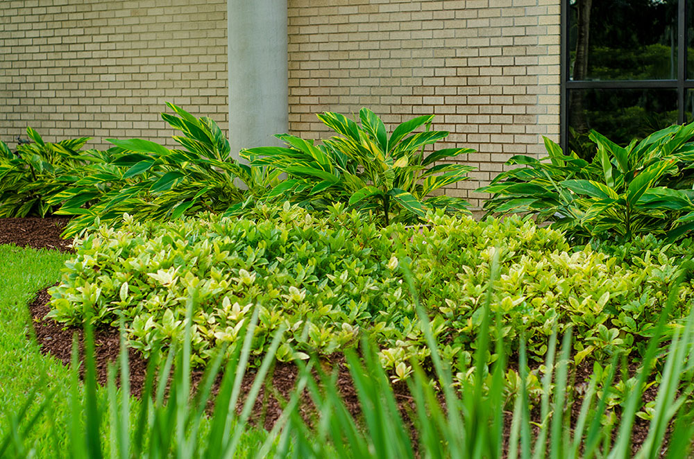 Landry's Landscape Portfolio